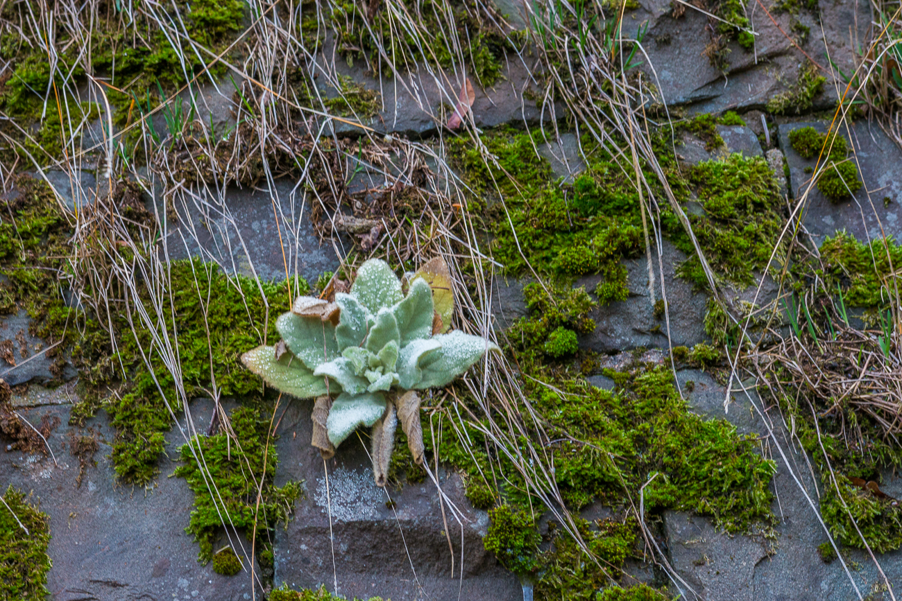 ... mit dickblättrigen Pflanzen an der Mauer