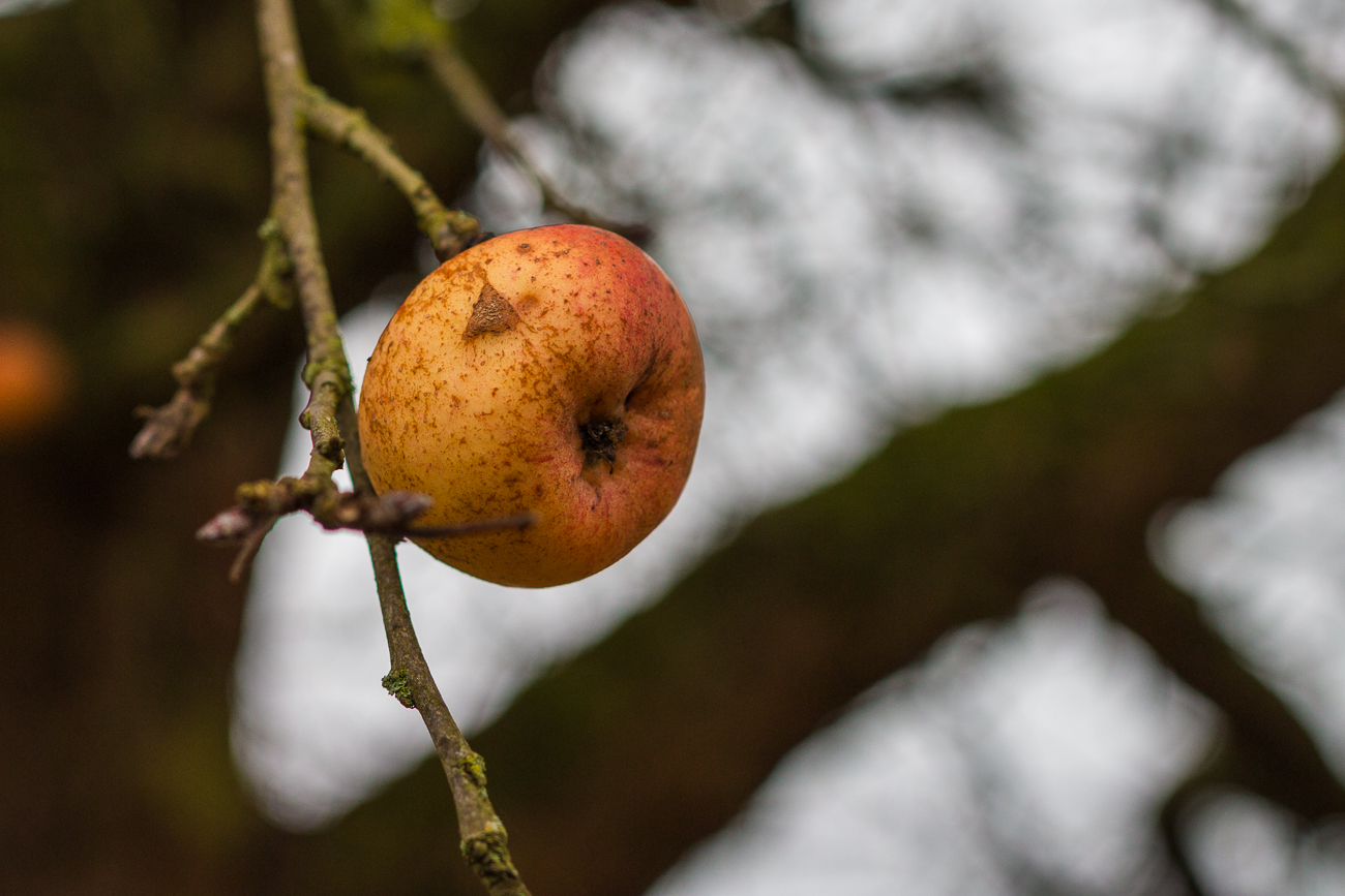 Vergessener Apfel