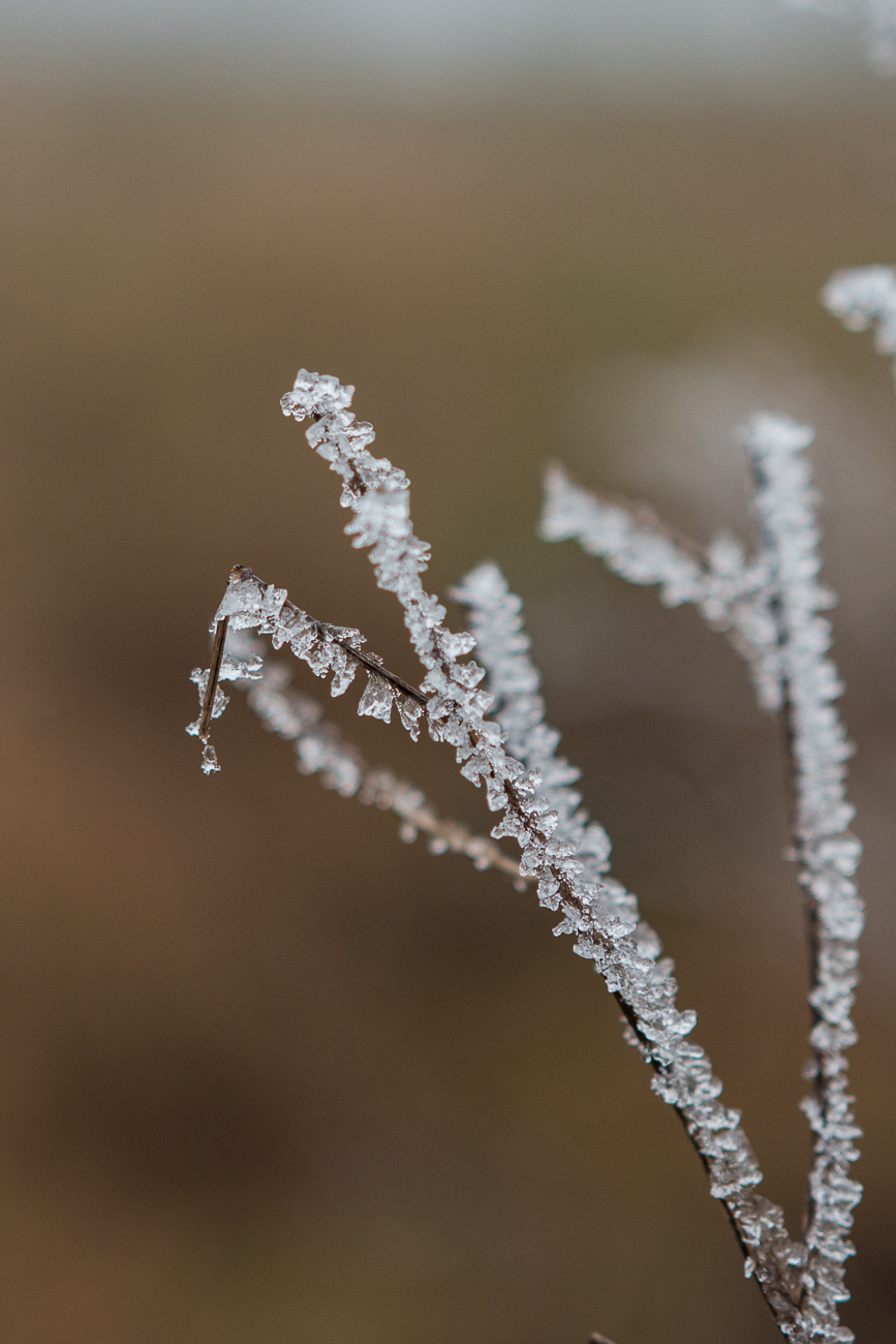 Eis auf verblühtem Halm