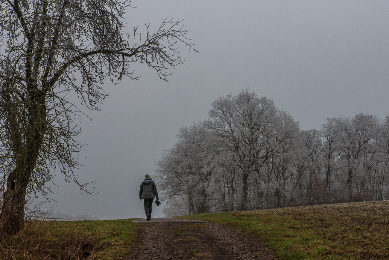 Bäume voller Raureif