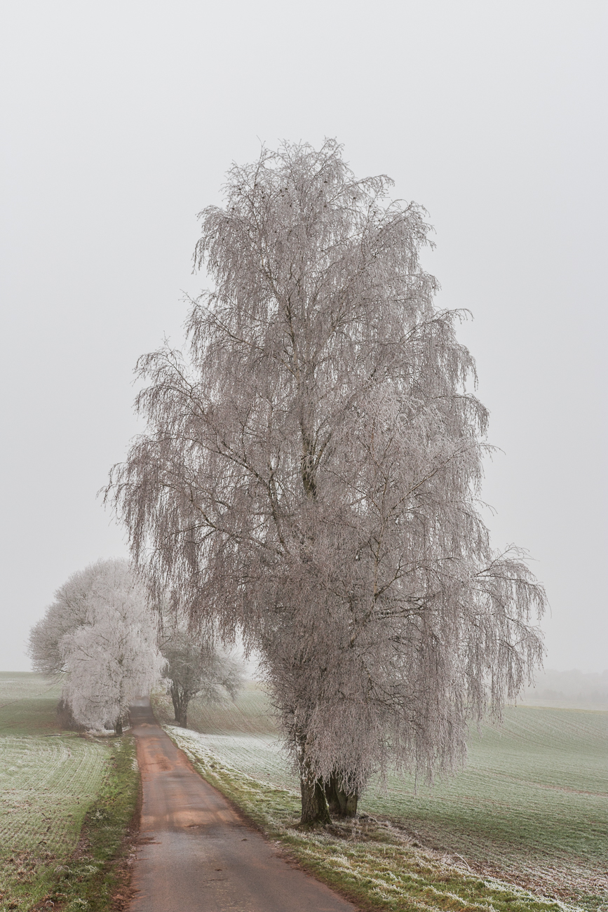 Noch mehr Bäume voller Raureif