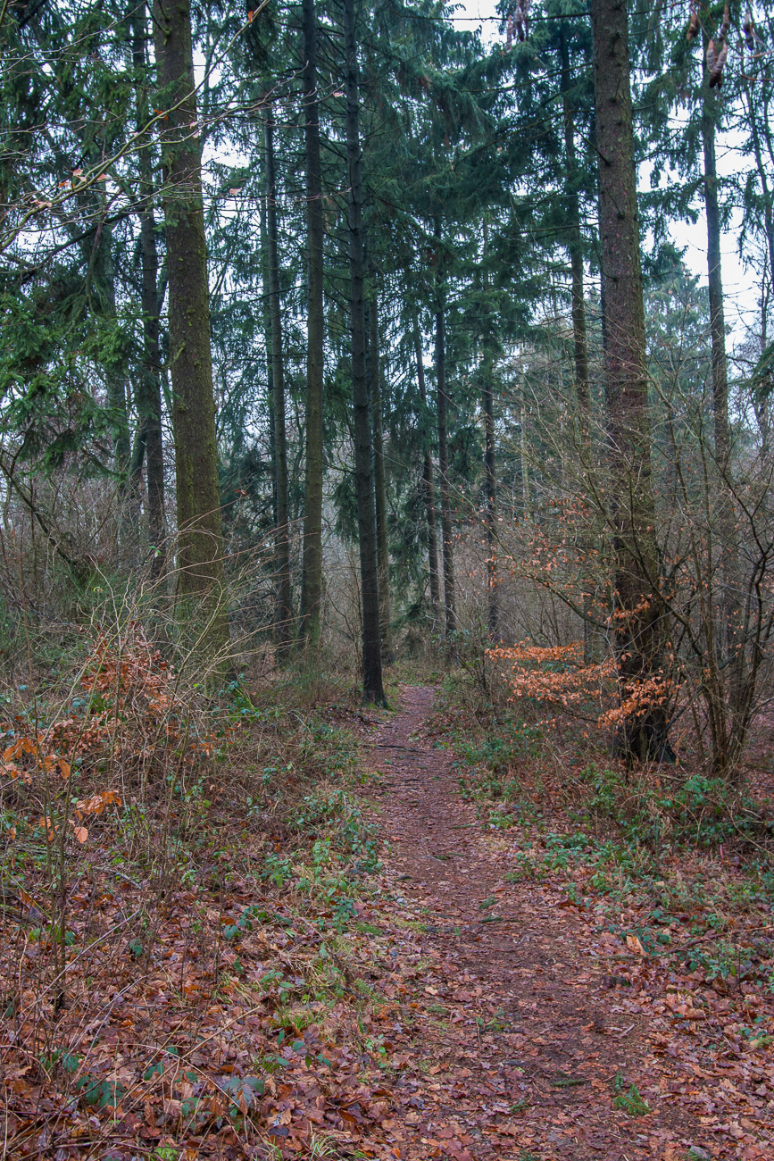 Neben einem Waldweg ...