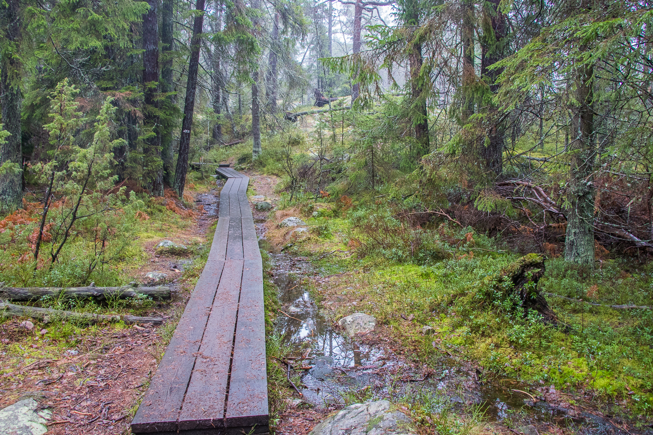Plankenweg über Morast 