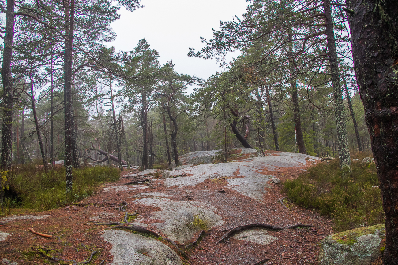 Auf die typischen Felsrücken ... 