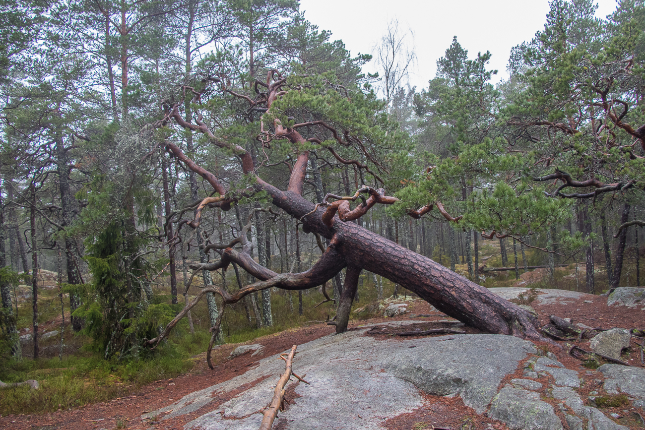 ... trifft man hier überall 