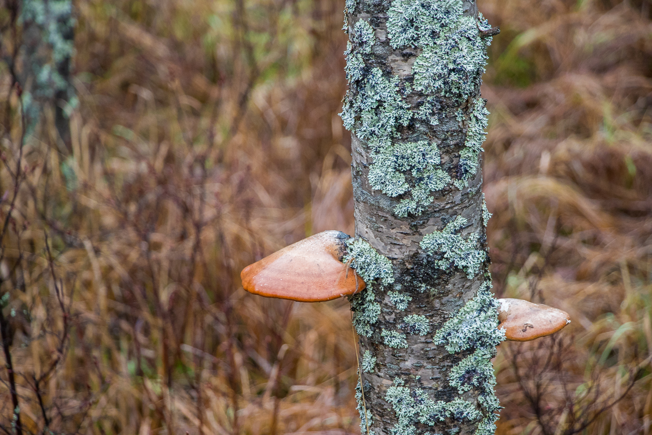 Baumpilze, das könnten "Ochsenzungen" sein 
