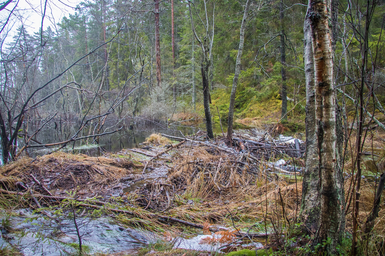 Biberdamm, nur der zugehörige Biber hat sich versteckt 