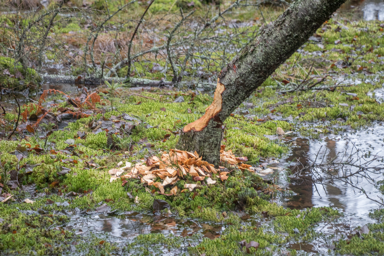 Hier hat der Biber genagt