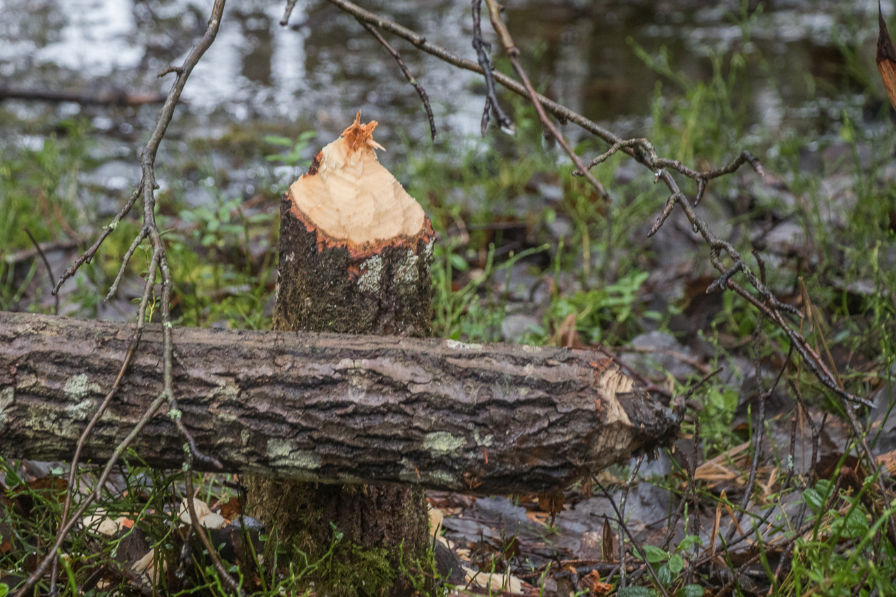 Zahlreiche Baumstümpfe ...