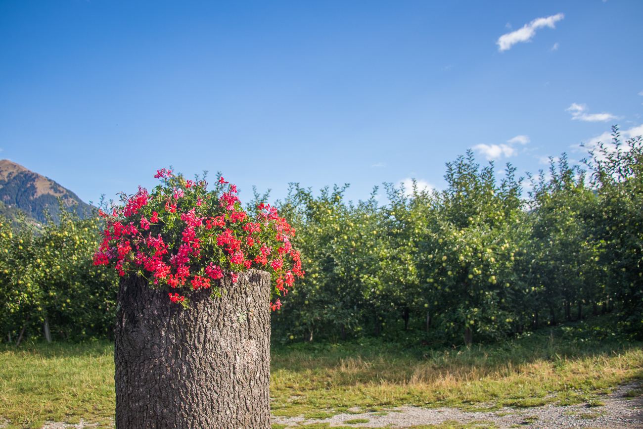 Blumenpracht am Wegesrand