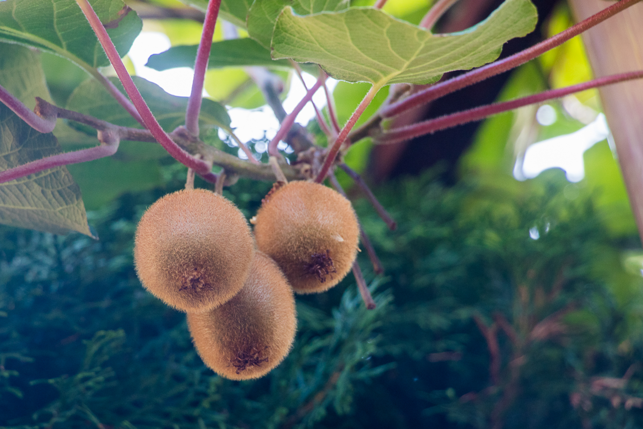 Hier wachsen sogar Kiwis