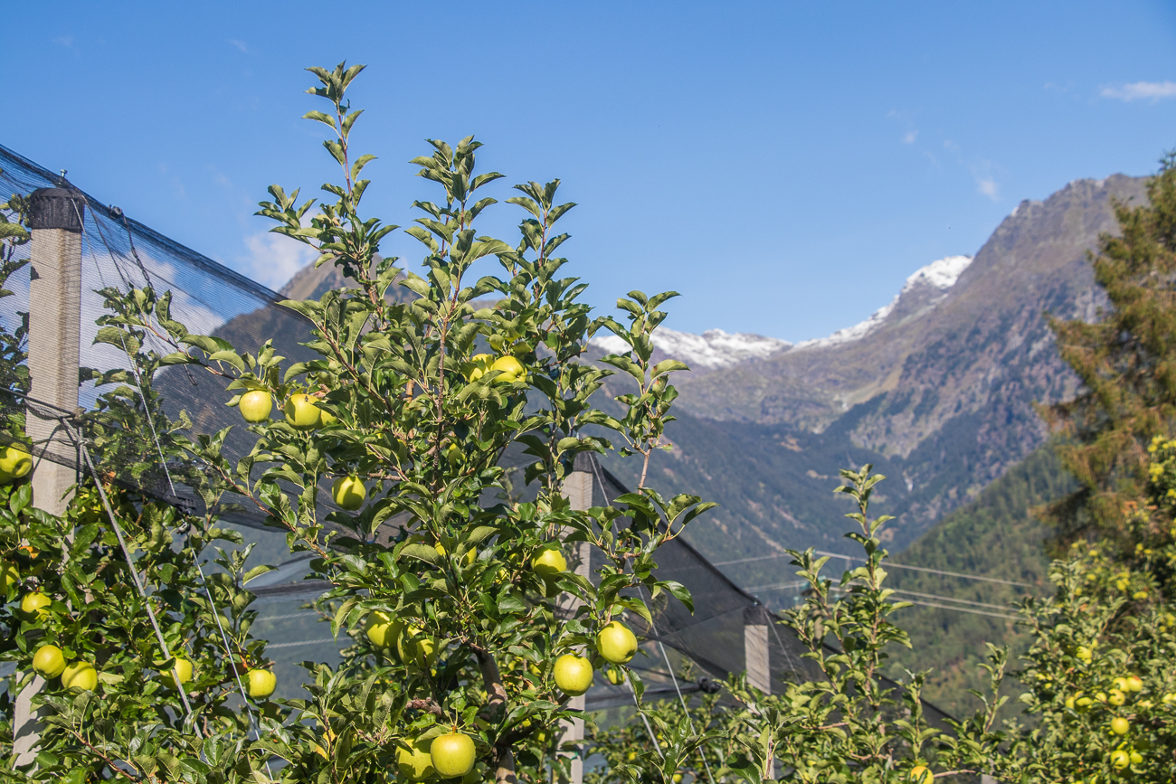 Apfelplantagen in der Höhe