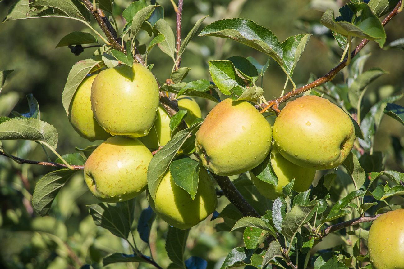 ... und auf die fast reifen Äpfel