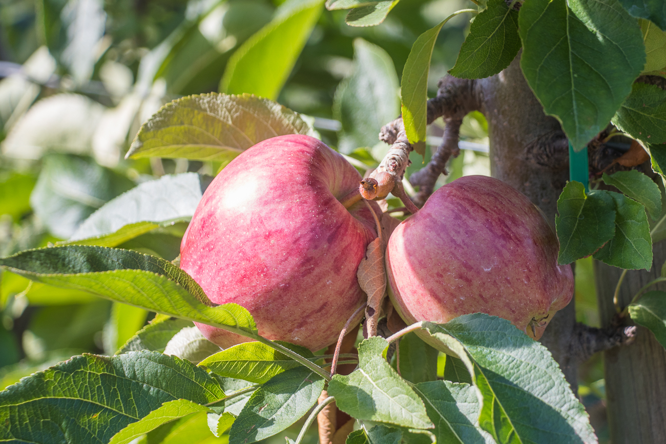Diesmal sind es rote Äpfel