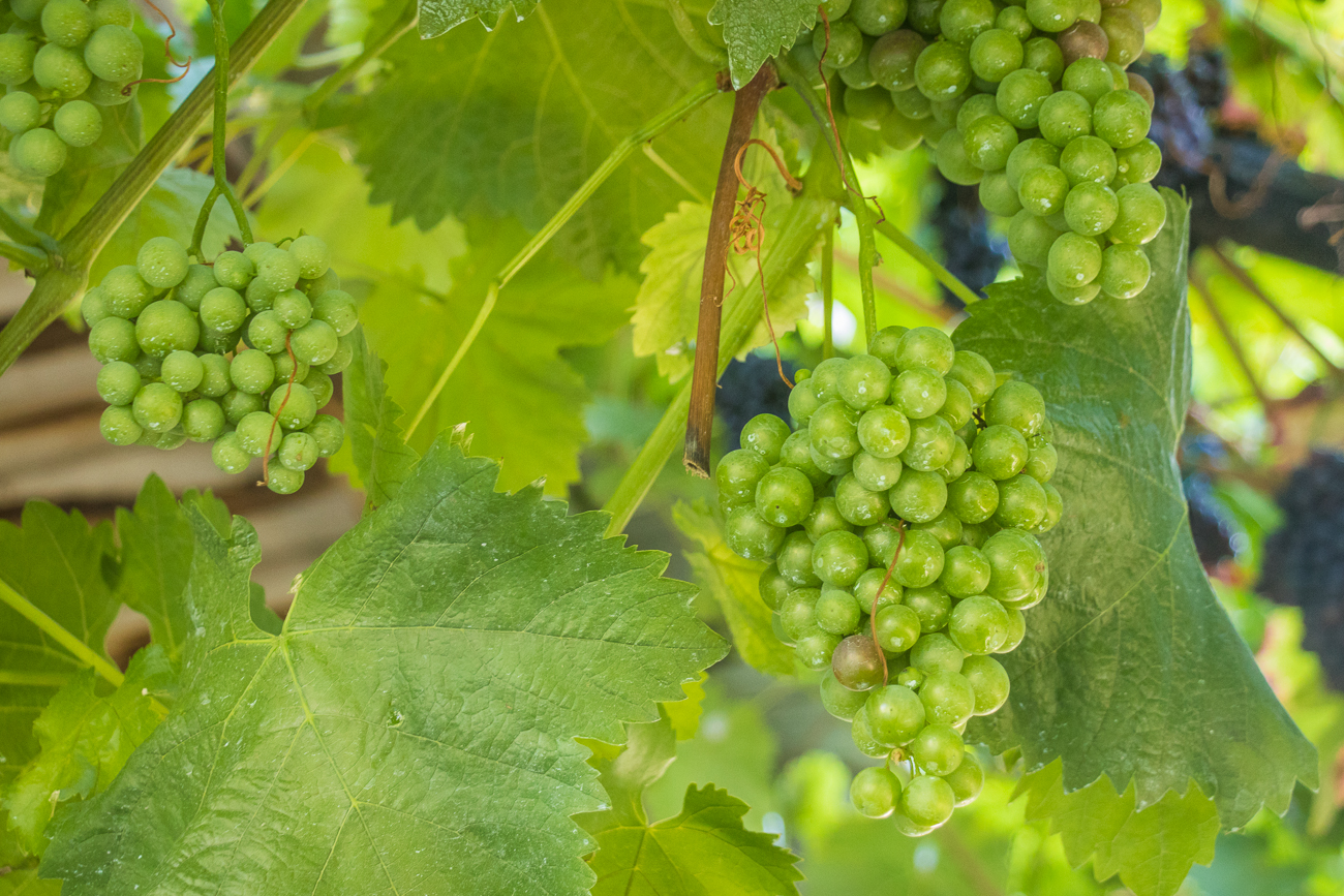 Die Trauben brauchen noch eine Weile