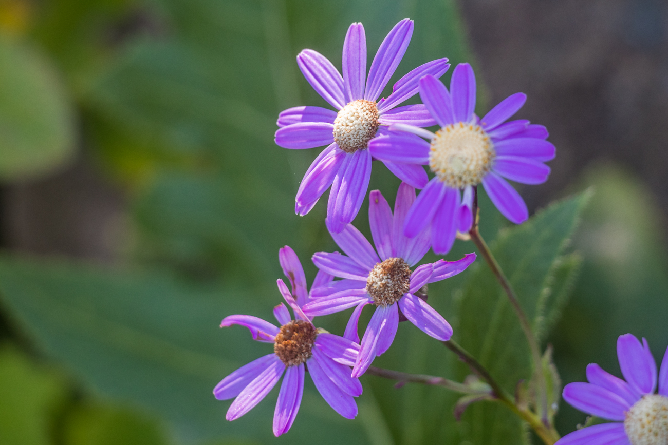 Zahlreiche Blüten ... 