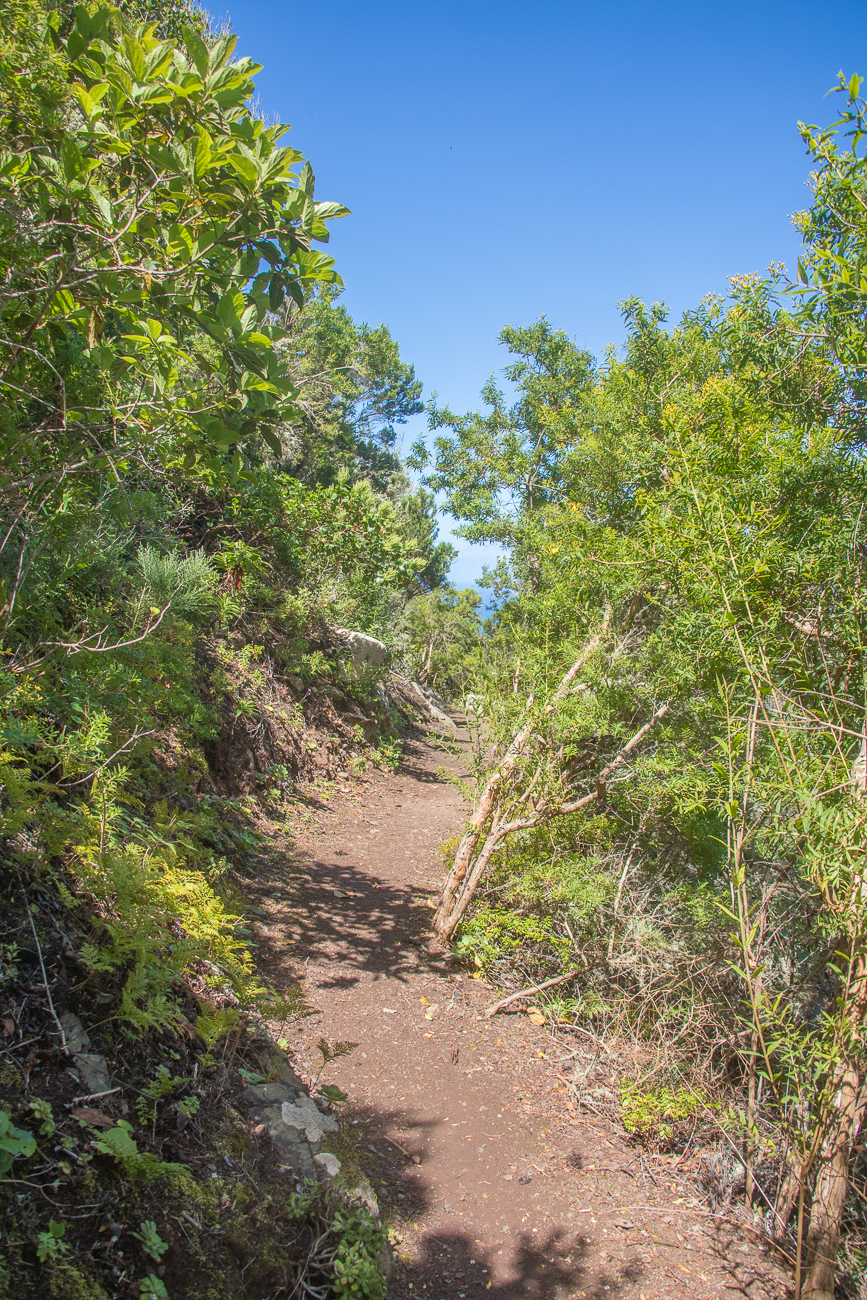 Pfad durch die Vegetation 