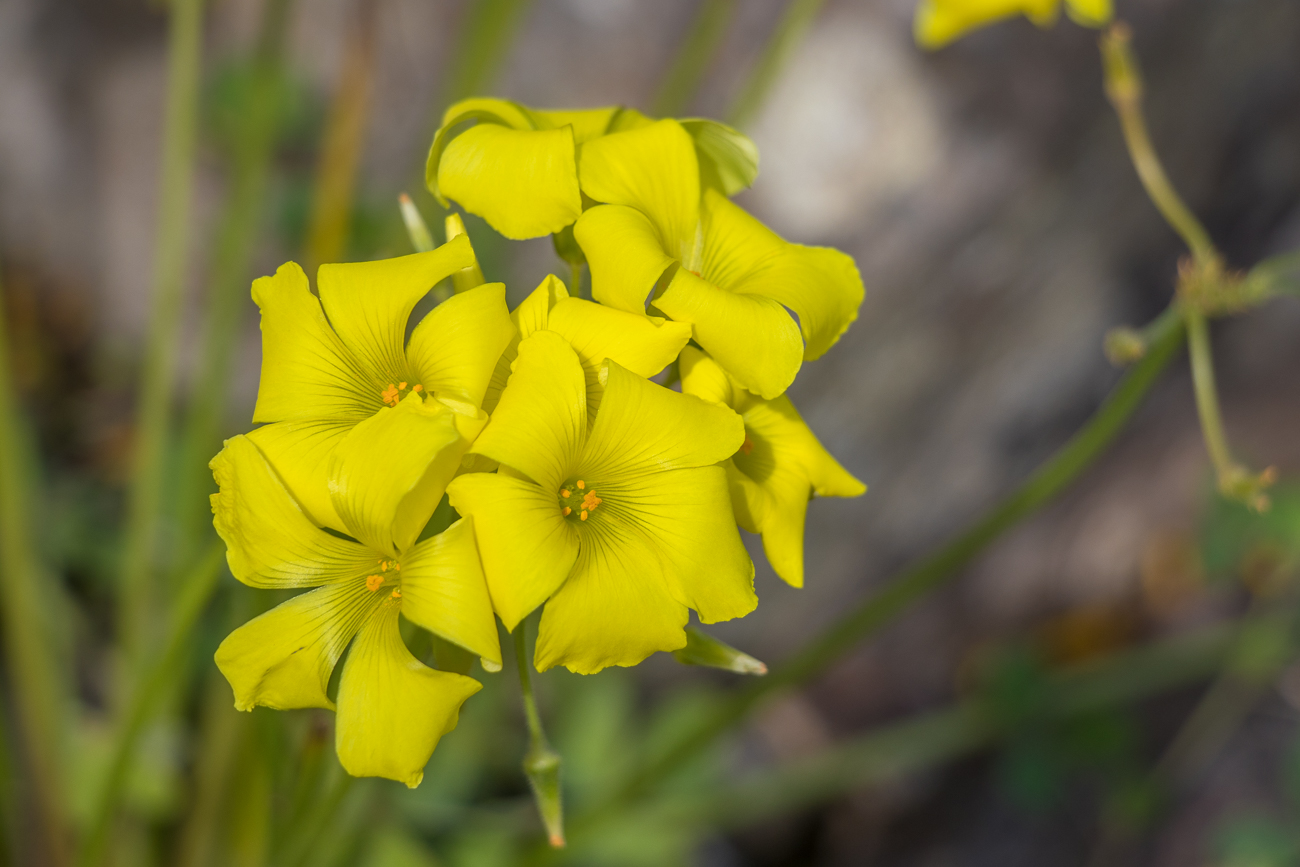 Weitere Blüten am Weg 
