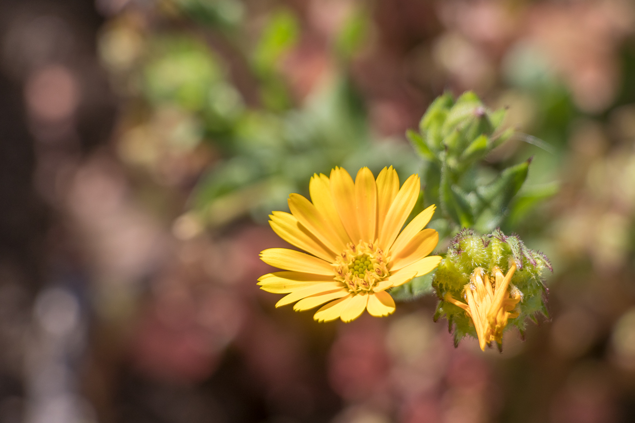 Weitere Blüten am Weg 