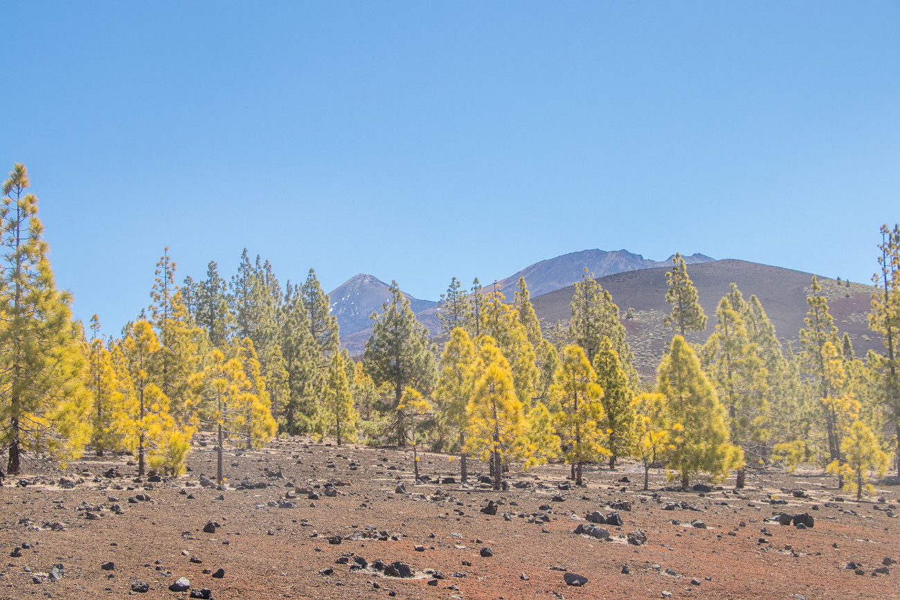 Die letzen Bäume auf ca. 2.000 m Höhe 