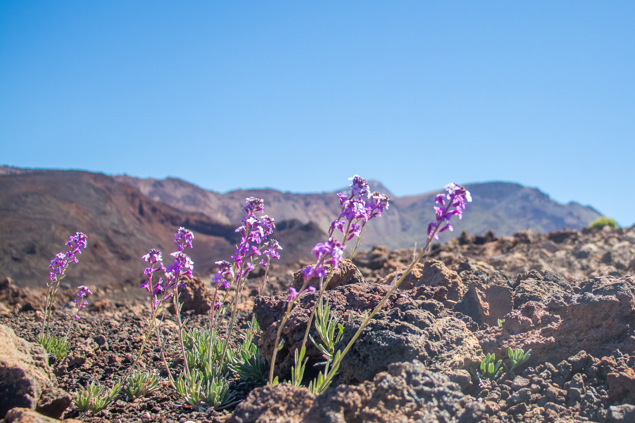Selbst hier oben, wo es nichts zu geben scheint, kämpfen sich zarte Blüten aus dem kargen Boden 
