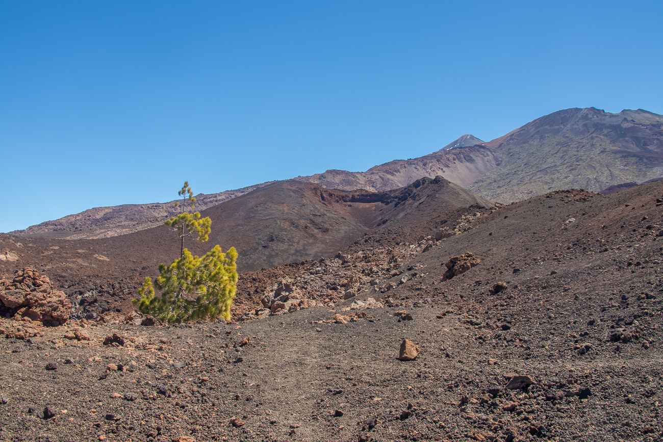 Ein verirrter Baum ;-) 