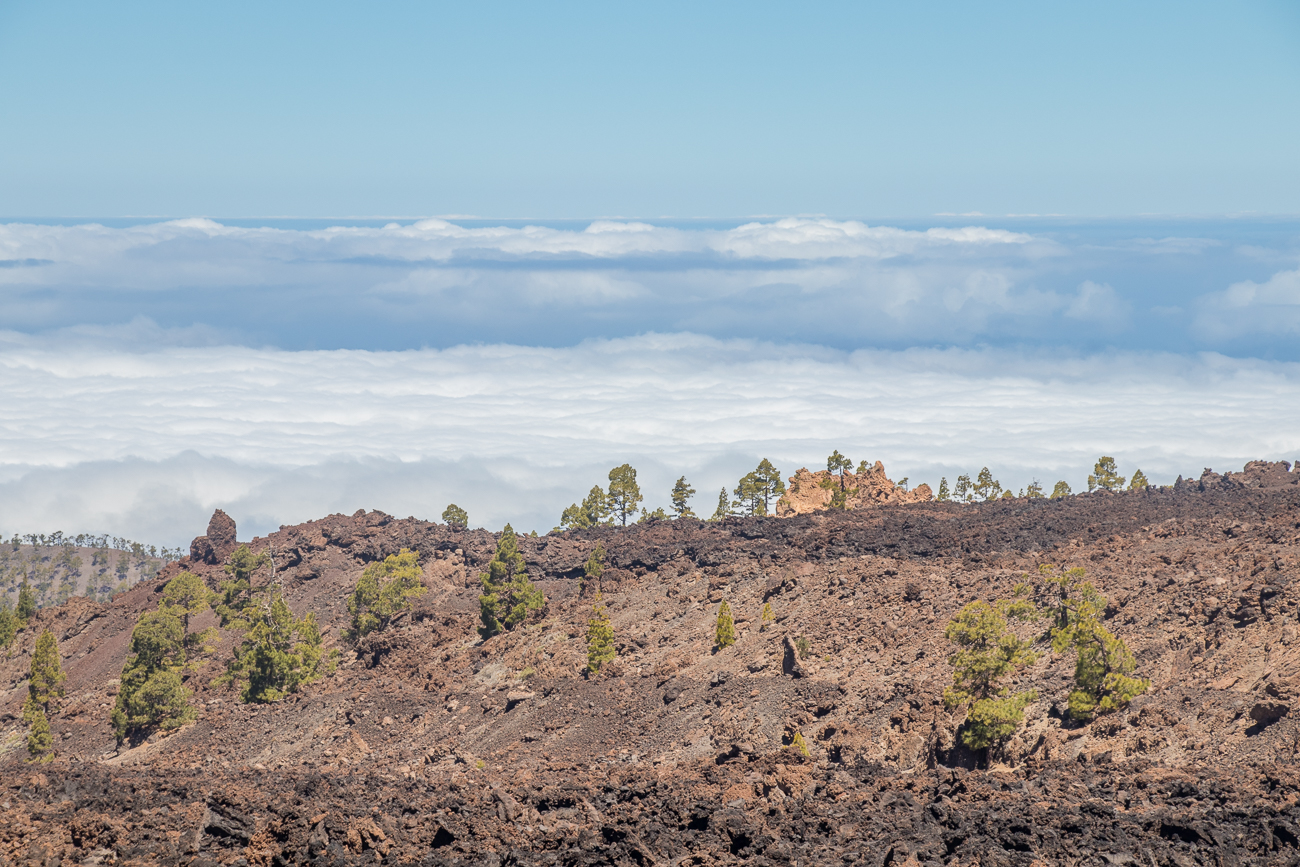 Die Bäume werden wieder zahlreicher 