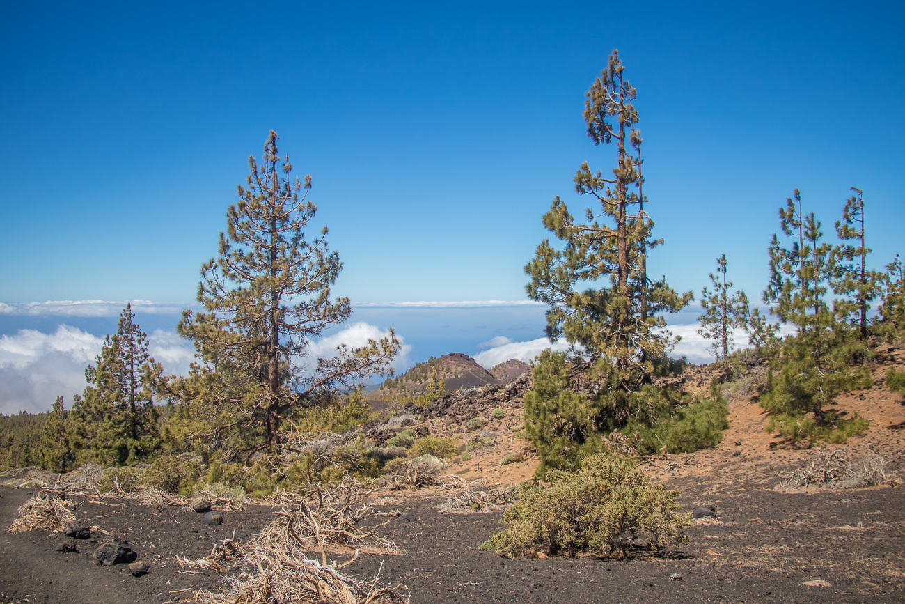 Die Vegetation hat uns wieder 