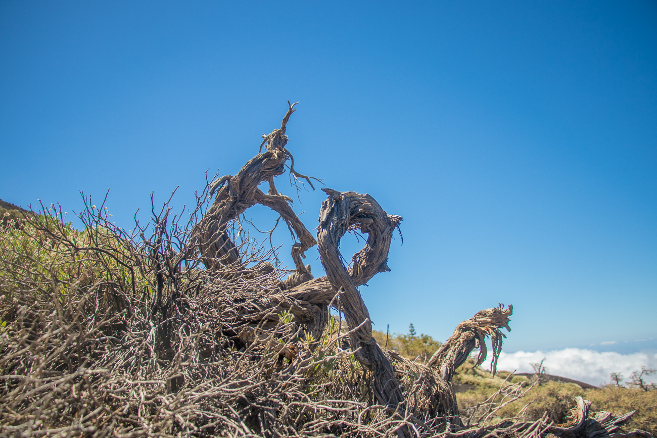 Vertrocknetes Geäst 