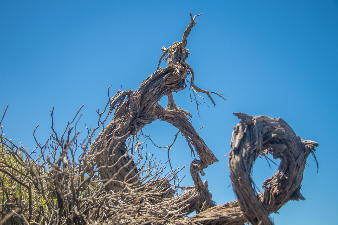 Vertrocknetes Geäst 