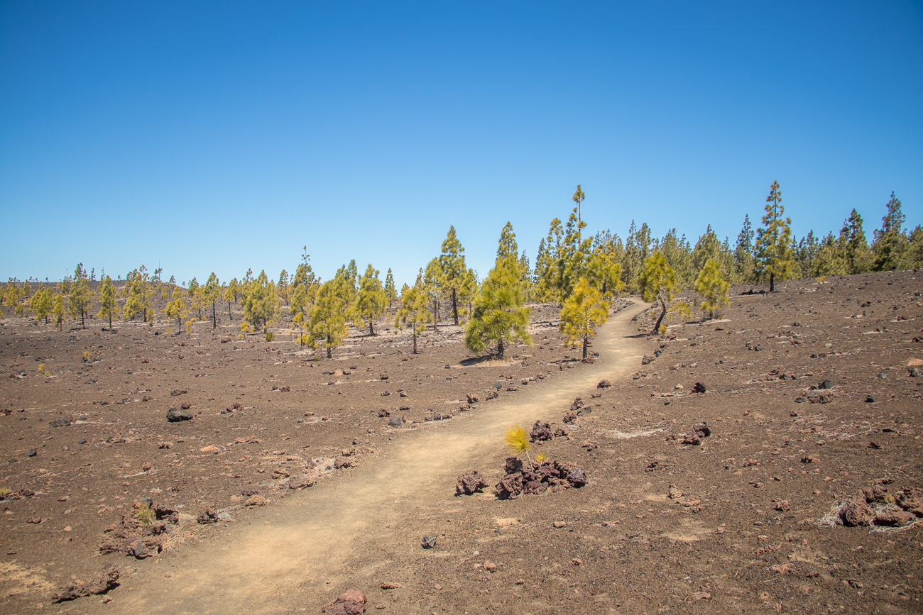 Weg durch ein Wäldchen 