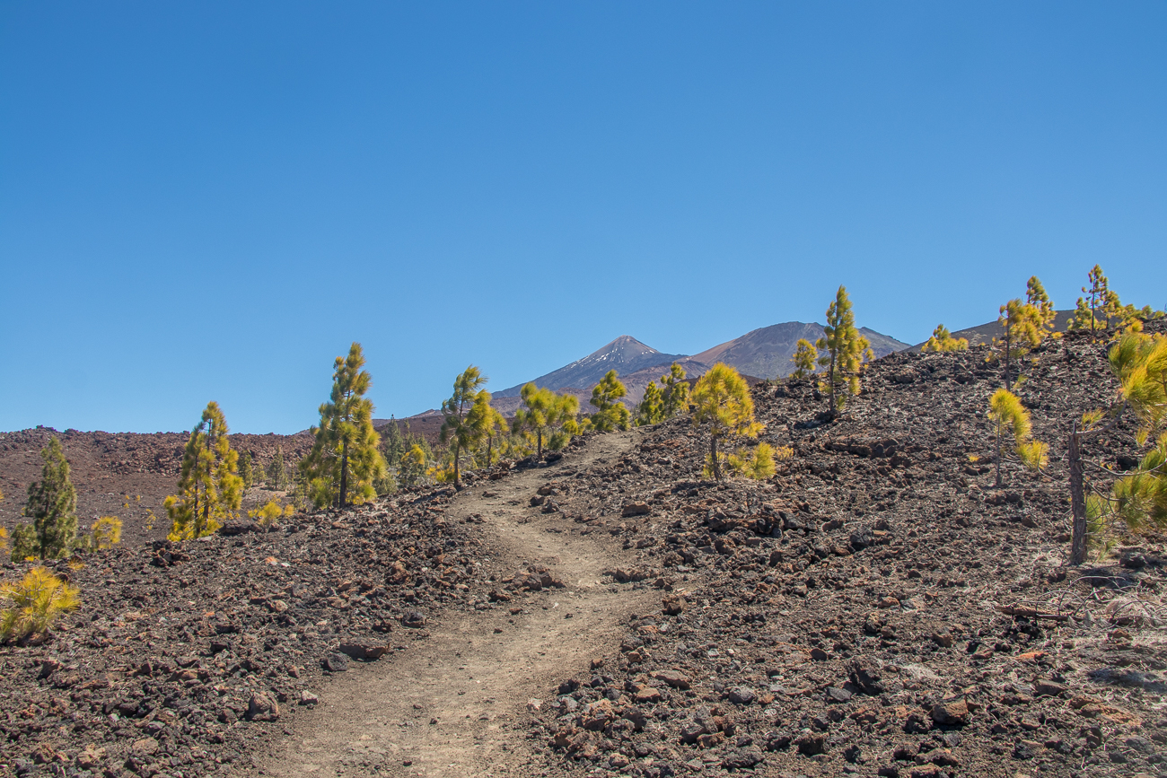 Weg durch ein sehr lichtes Wäldchen ;-) 
