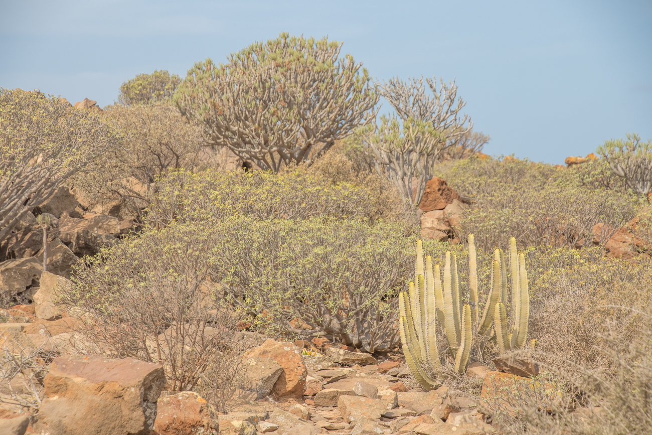 Wolfsmilchgewächse und andere Sukkulenten 
