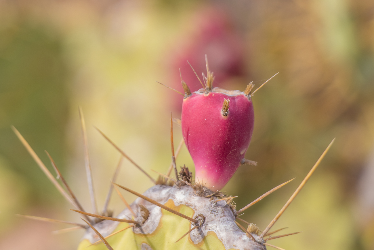 Feigenkaktus mit Frucht 