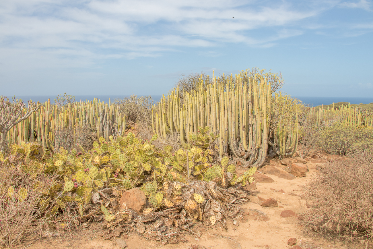 Typische Gewächse dieser Landschaft 