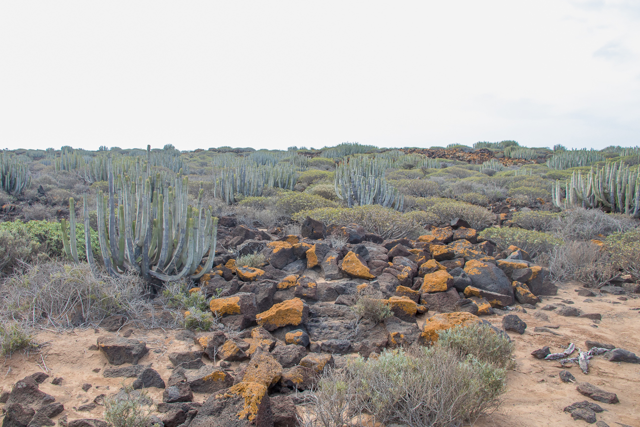 Wolfsmilchgewächse dominieren hier 