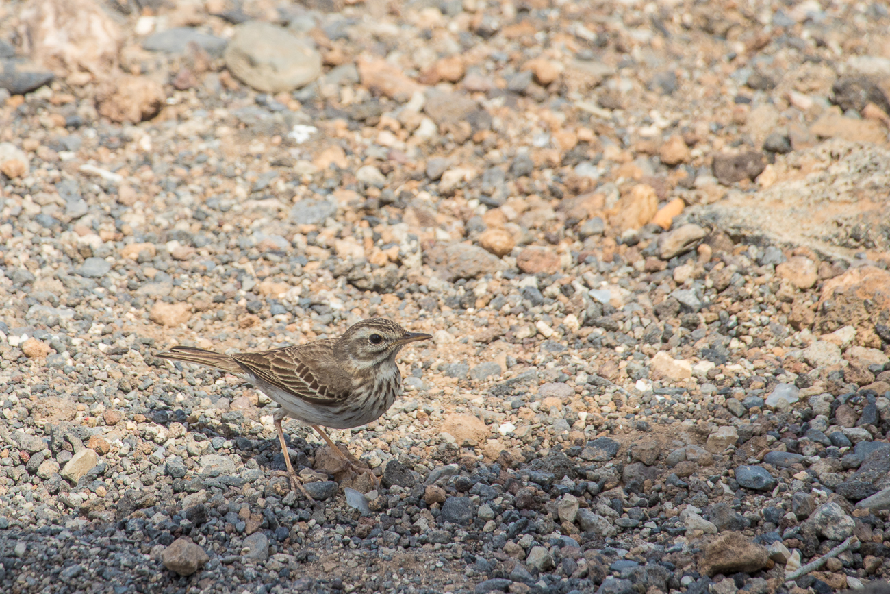 Der kleine Vogel machte sich über unsere Krümel her 