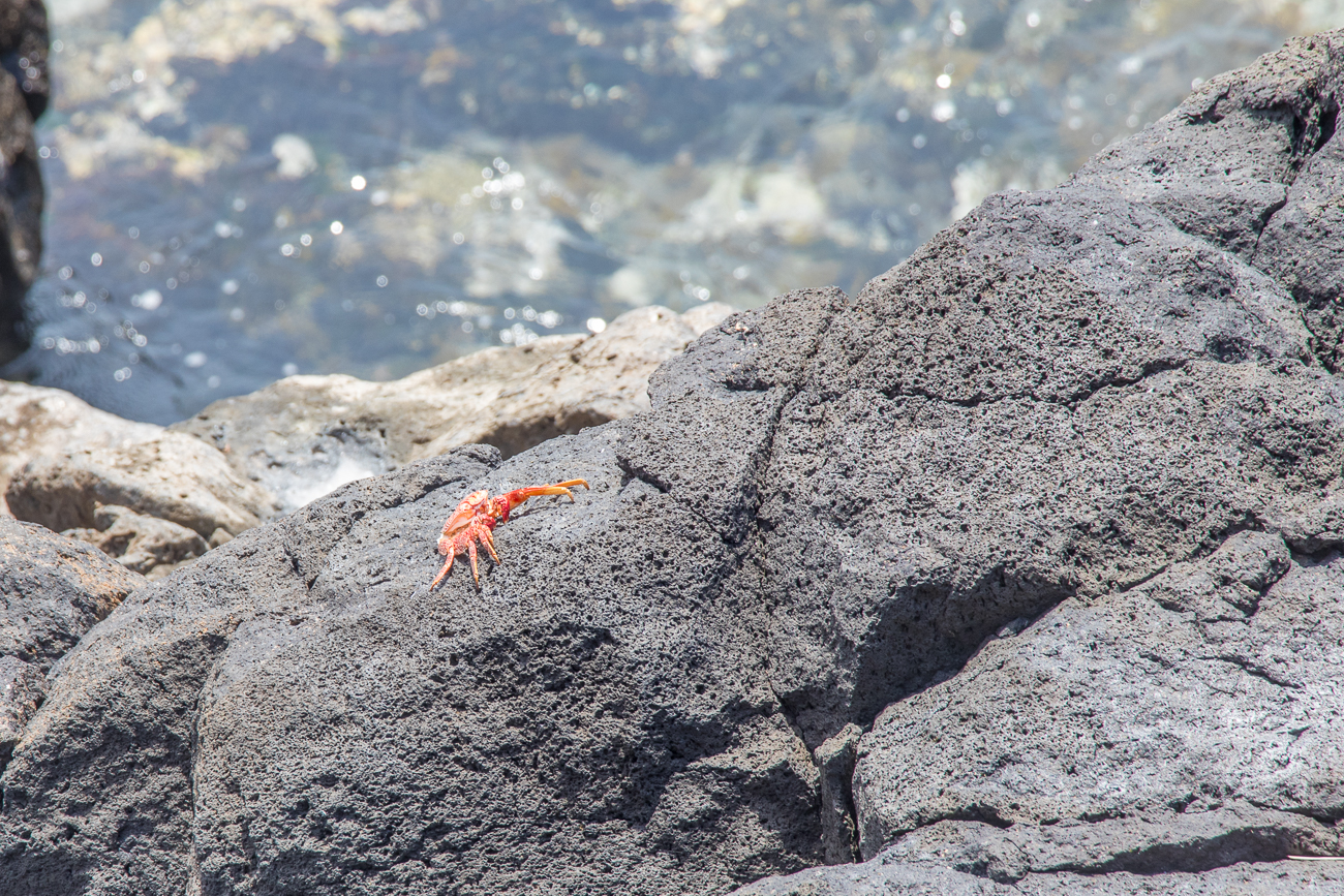 Krabben auf den Felsen 