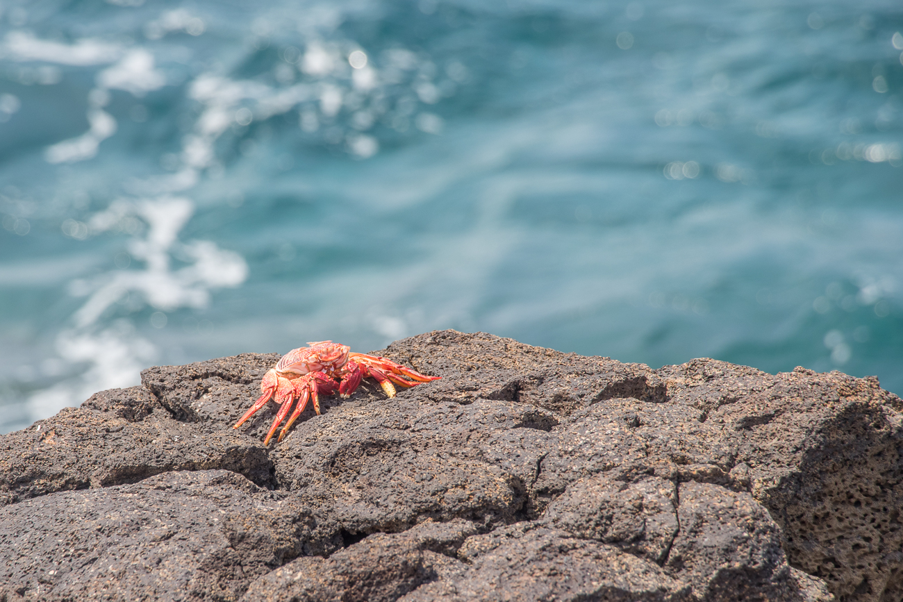 Krabben auf den Felsen 