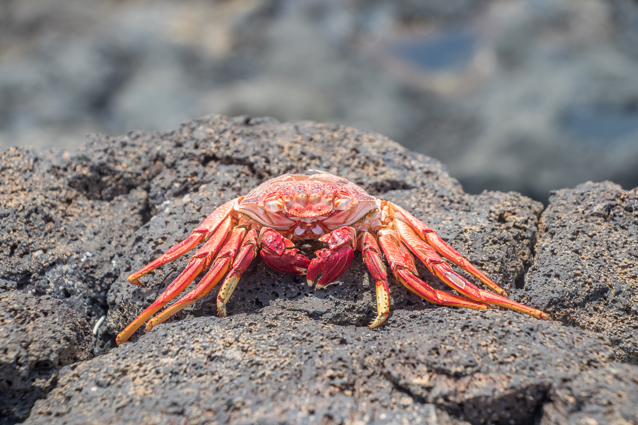 Krabben auf den Felsen 