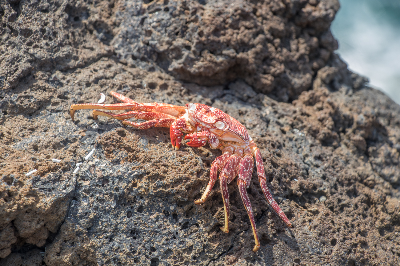 Krabben auf den Felsen 