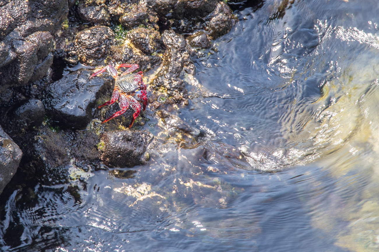 Krabben auf den Felsen 