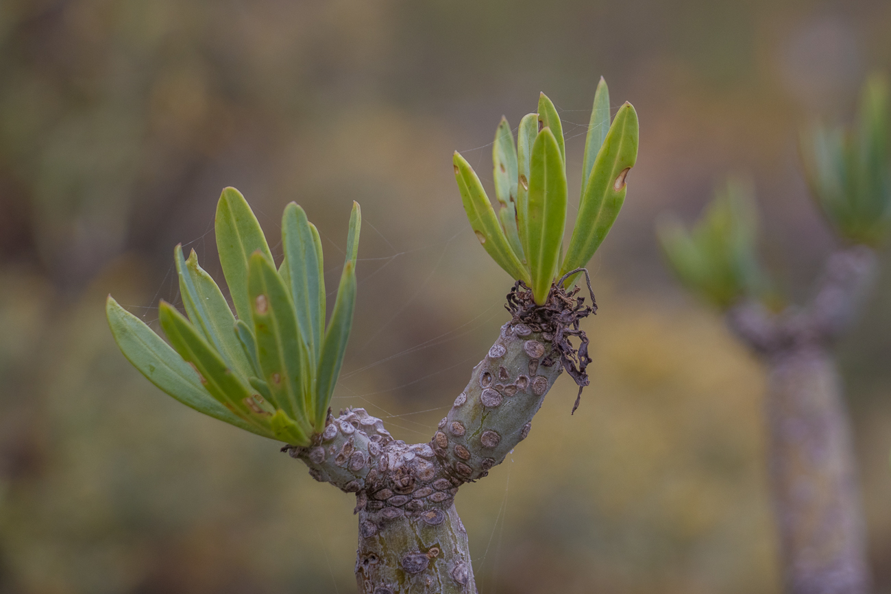 Spinnfäden an knorriger Pflanze 