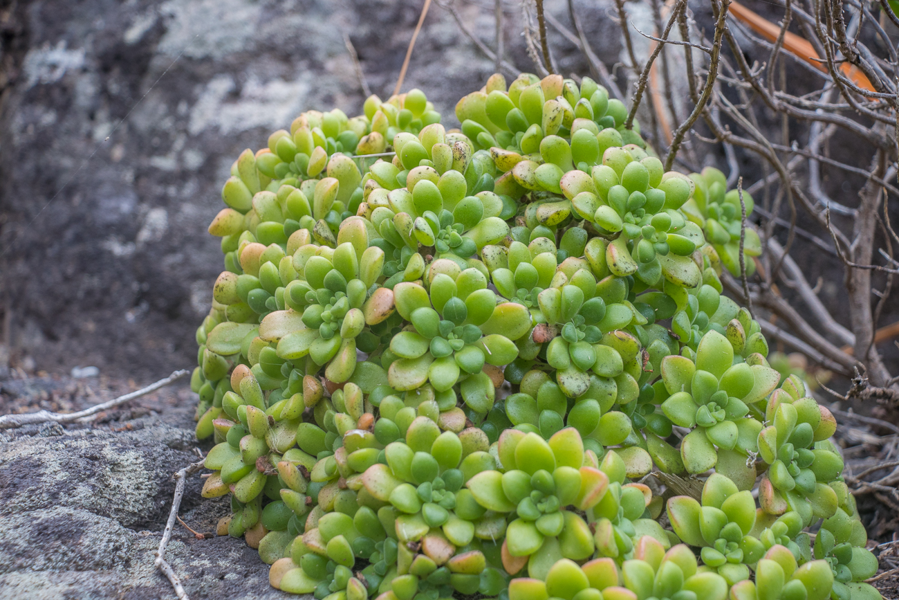 Überall wächst Hauswurz, mal mit kleineren Blättern ... 