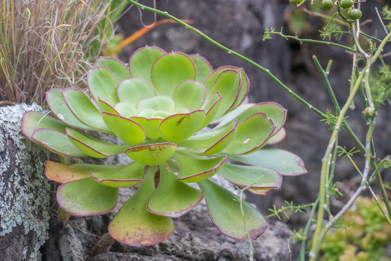 ... und mal mit größeren Blättern 