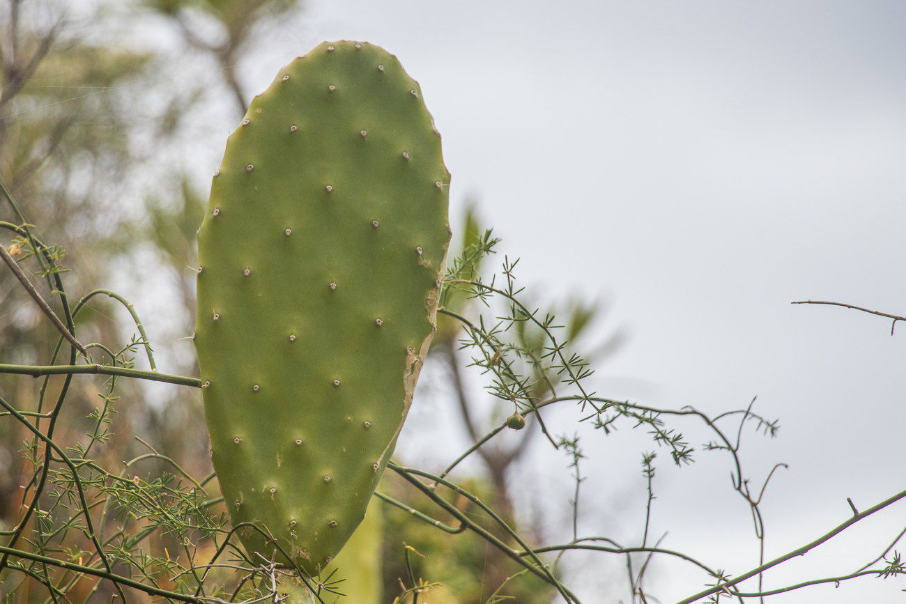 Auch Feigenkakteen gibt es zahlreich 