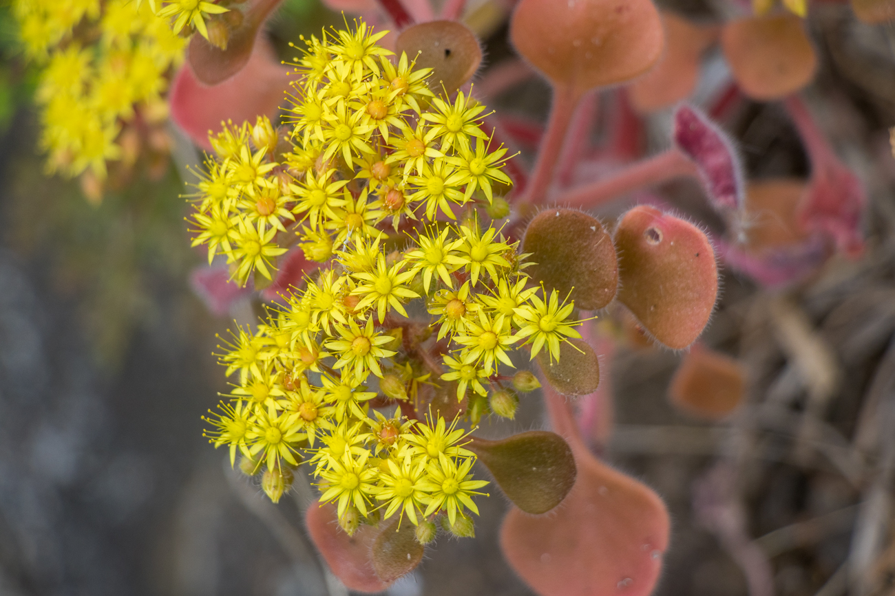 Zartes Pflänzchen zwischen Steinen 