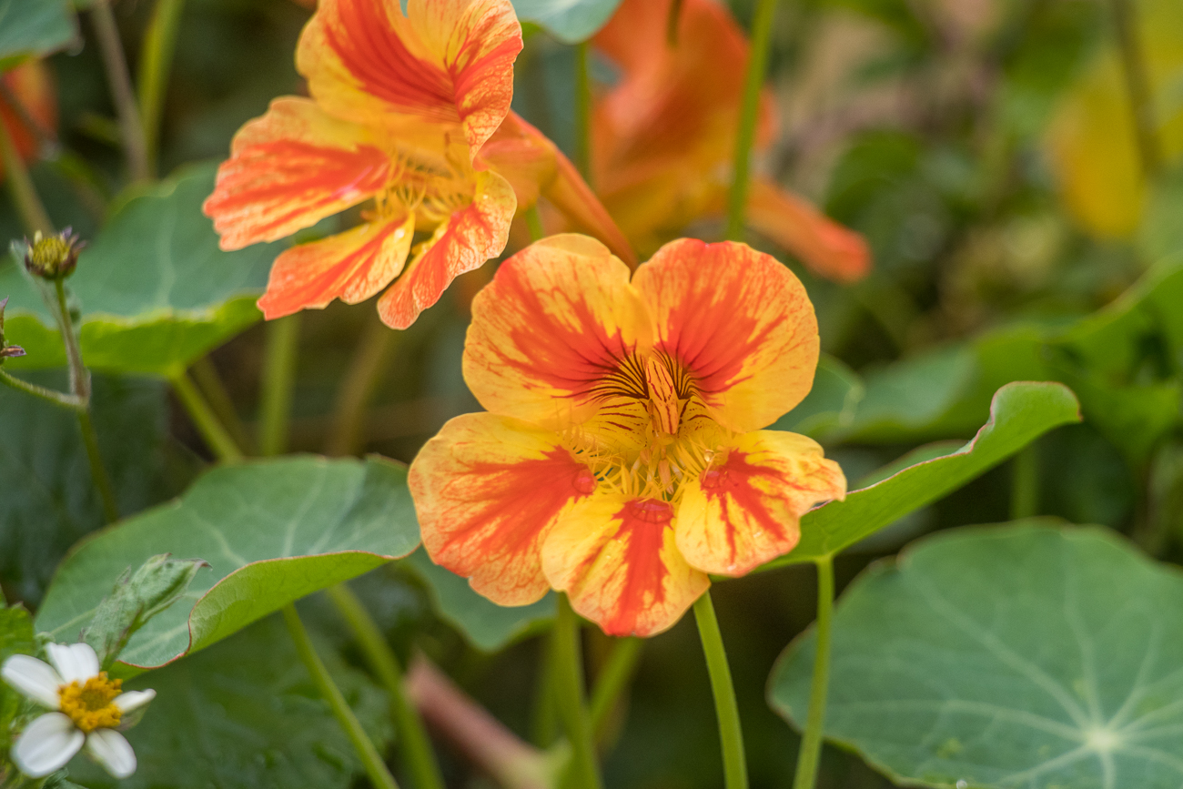 Blüten am Wegesrand 