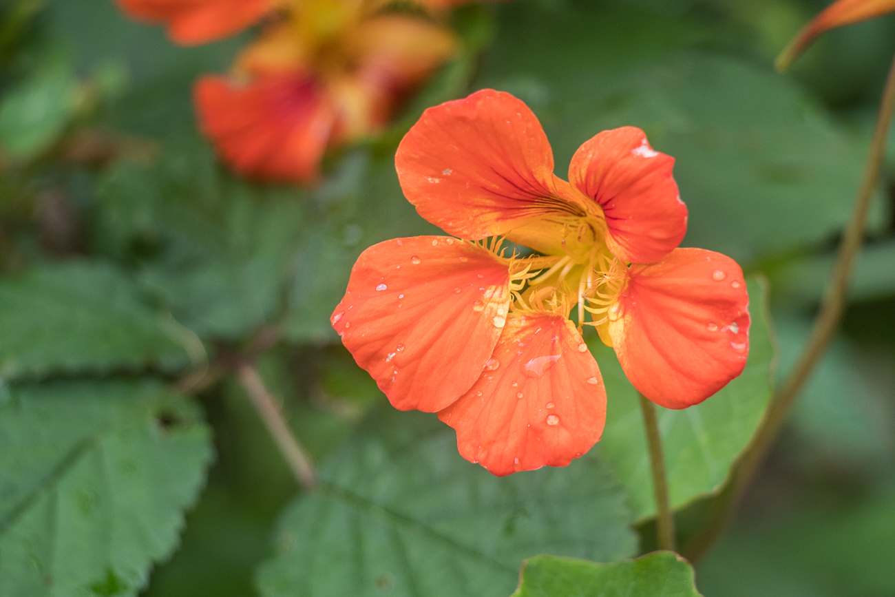 Blüten am Wegesrand 
