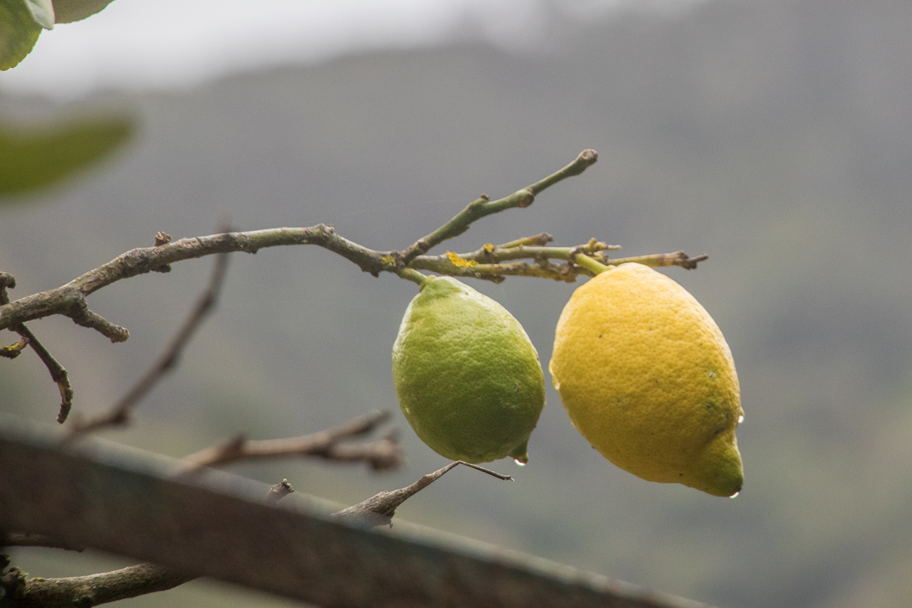 Zitronen nach dem Regen 